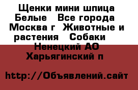 Щенки мини шпица Белые - Все города, Москва г. Животные и растения » Собаки   . Ненецкий АО,Харьягинский п.